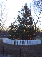 ボストンのクリスマスツリー